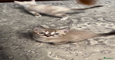 British Shorthair cats - Advert 13
