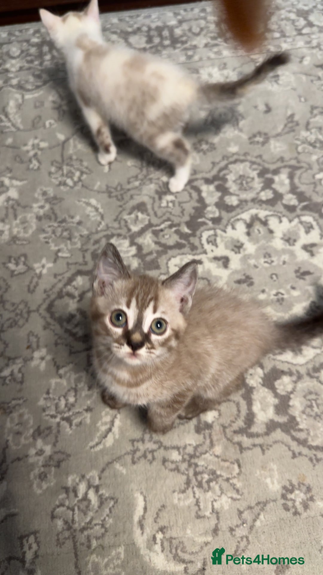 British Shorthair cats for sale: Gorgeous British Shorthair Kittens – Now Ready - Image 3