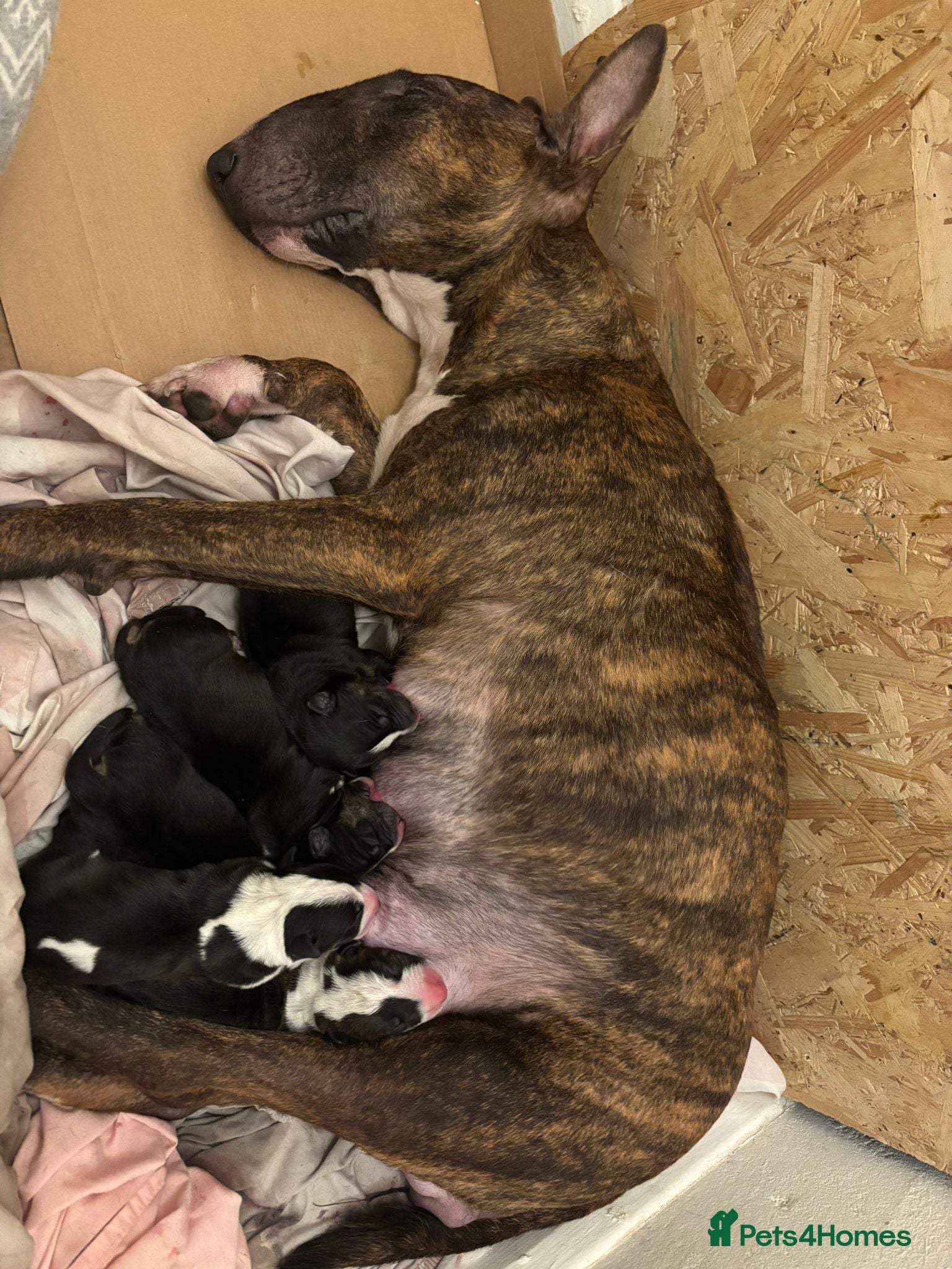 English Bull Terrier dogs KC English bullterriers puppys x5 - Advert 11