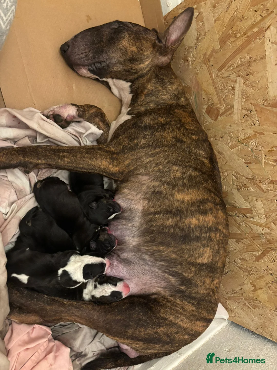 English Bull Terrier dogs for sale: KC English bullterriers puppys x5 - Advert 1