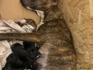 English Bull Terrier dogs KC English bullterriers puppys x5 - Advert 11