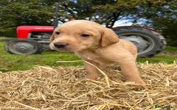 Labrador Retriever dogs for sale: Labrador retriever puppies for sale  - Image 17