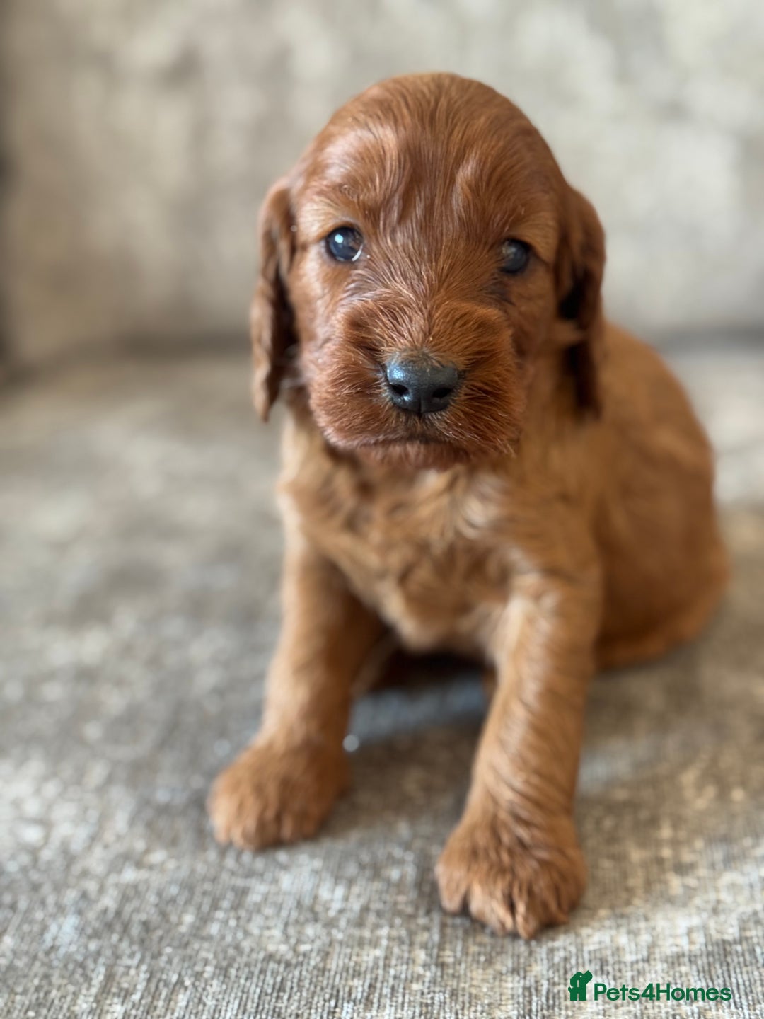 Cockapoo dogs for sale: BEAUTIFUL RED COCKAPOO PUPS HEALTH TESTED PARENTS - Advert 19