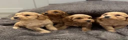 Cockapoo dogs for sale: Stunning Cockapoo puppies  - Advert 17