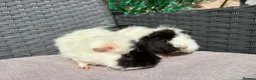 Guinea Pig rodents for sale: Sows  - Advert 7
