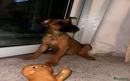 Belgian Shepherd Dog dogs for sale: Belgian Melinous pups ready for homes - Image 15