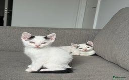 Domestic Shorthair cats for sale: Kittens for sale - domestic  - Image 7