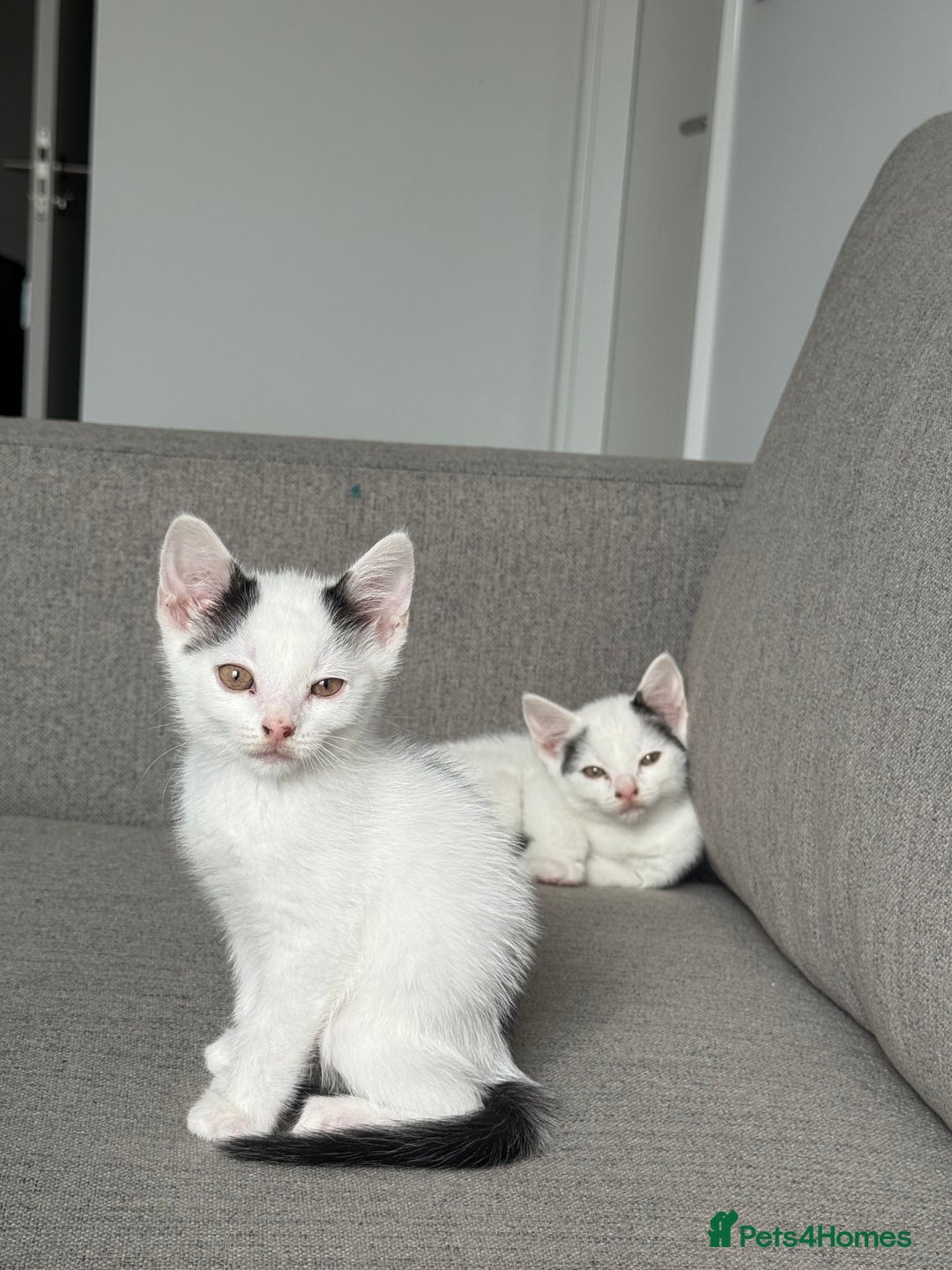 Domestic Shorthair cats for sale: Kittens for sale - domestic  - Image 7