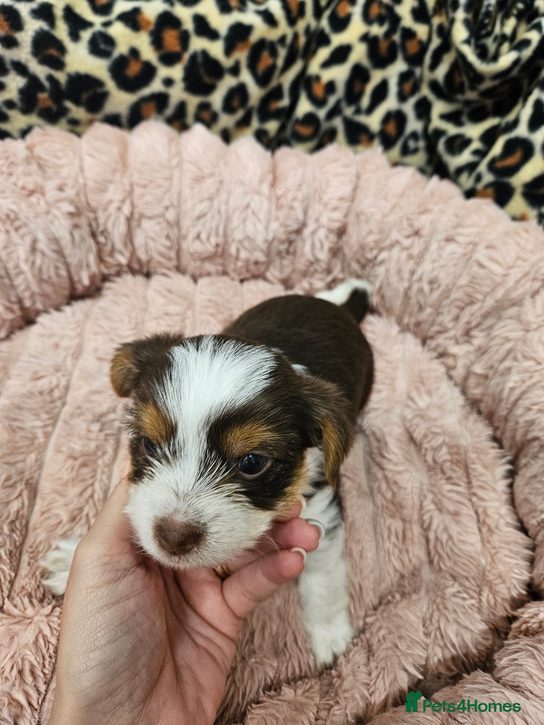 Yorkshire Terrier dogs for sale: 🤎 DNA tested parents 🤎 1 girl, 1 boy - Advert 20