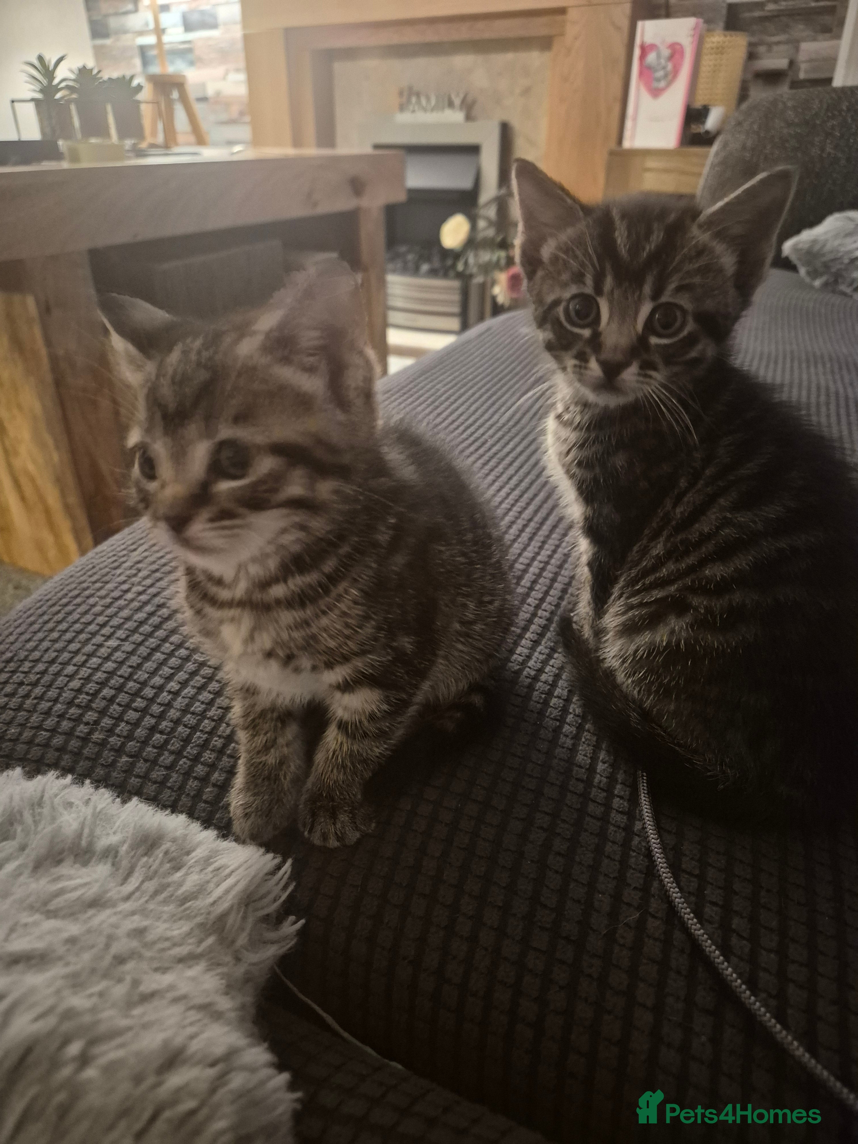 Mixed Breed cats 3 kittens  - Advert 3