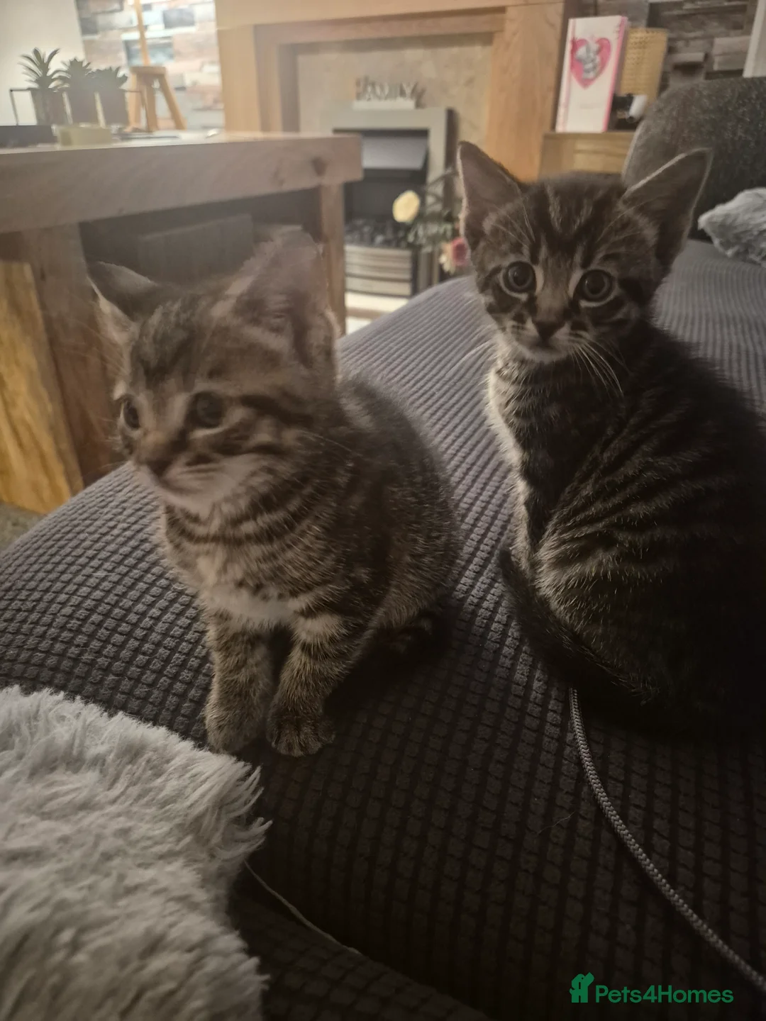 Mixed Breed cats for sale: 3 kittens  - Advert 1