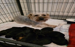 Yorkshire Terrier dogs for sale: Beautiful Yorkshire Terrier Puppies Ready Soon - Image 9