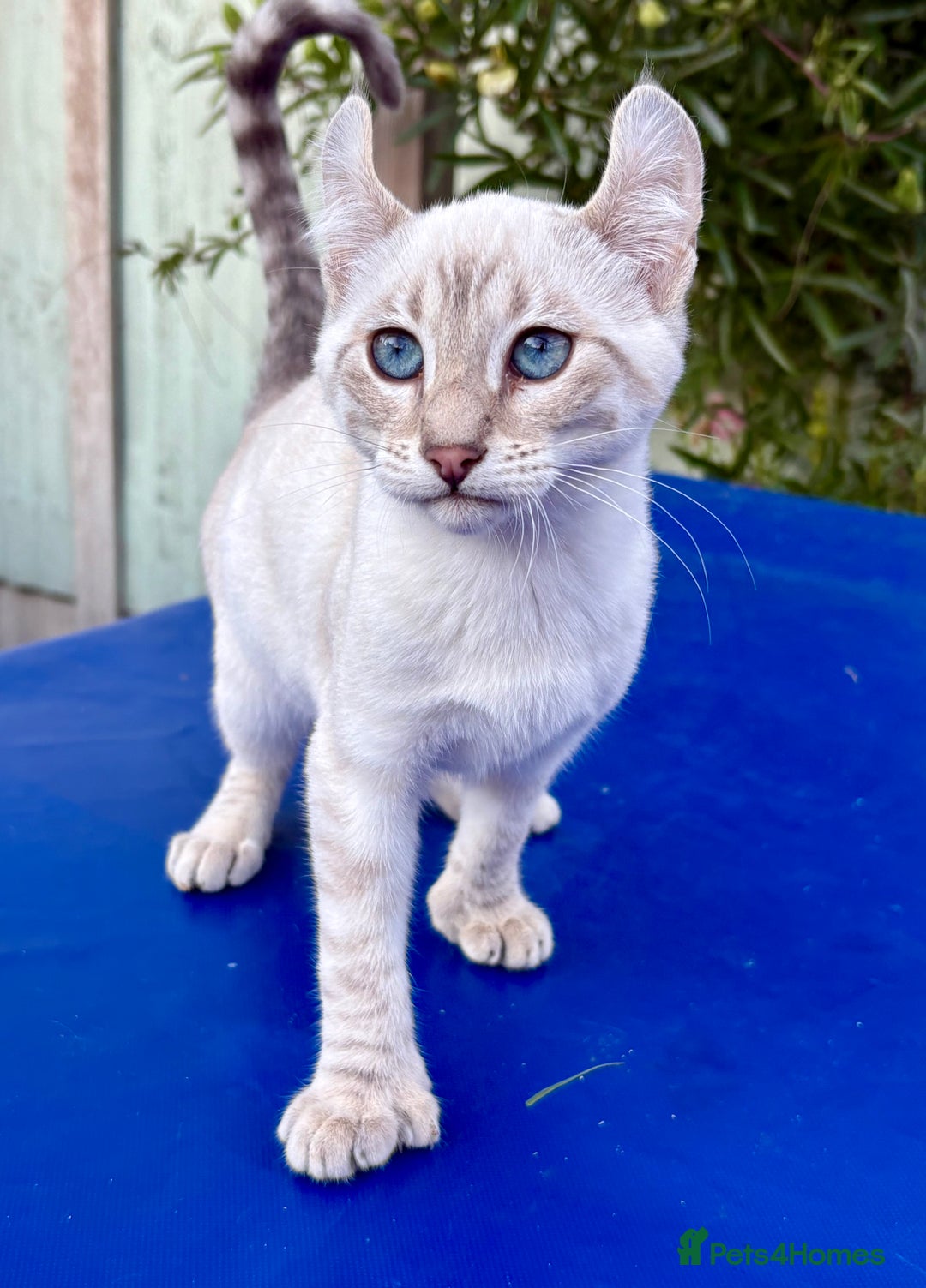 Savannah cats for sale: Superb polydactyl curled eared snow leopard  - Image 18