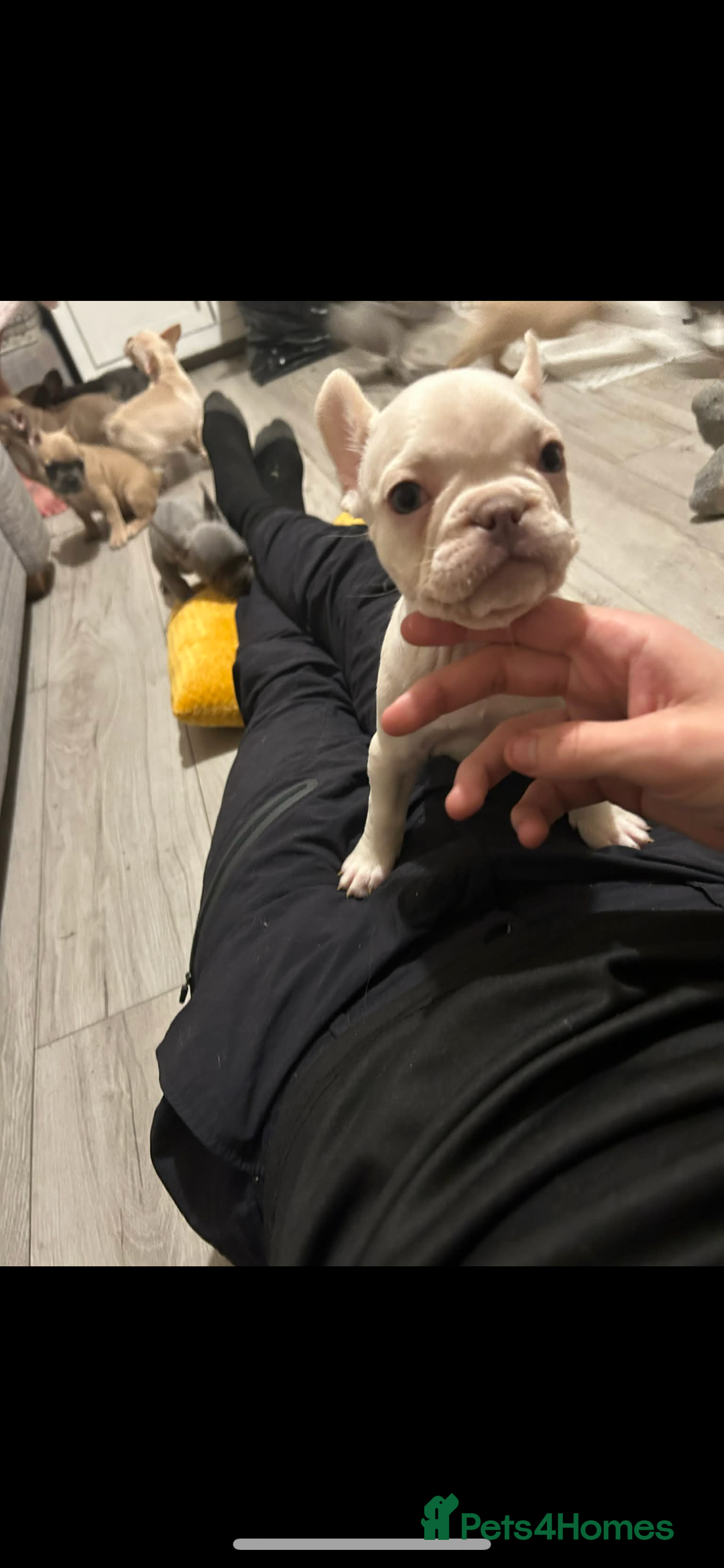 French Bulldog dogs for sale: French bulldog pups ready Now reduced‼️ - Advert 14
