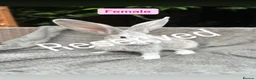 Continental Giant rabbits for sale: Continental Giant Baby Rabbits - Advert 10