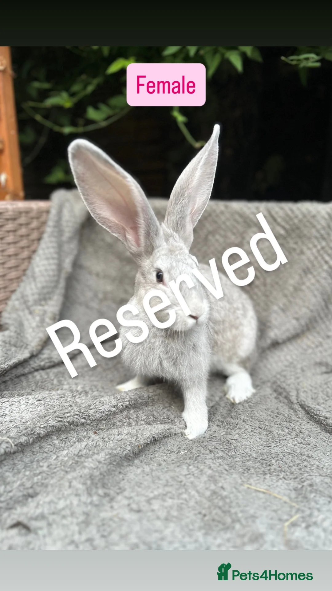 Continental Giant rabbits for sale: Continental Giant Baby Rabbits - Advert 10