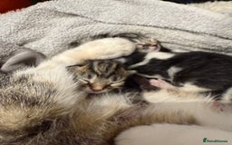 Mixed Breed cats for sale: Mixed kittens.  - Image 4