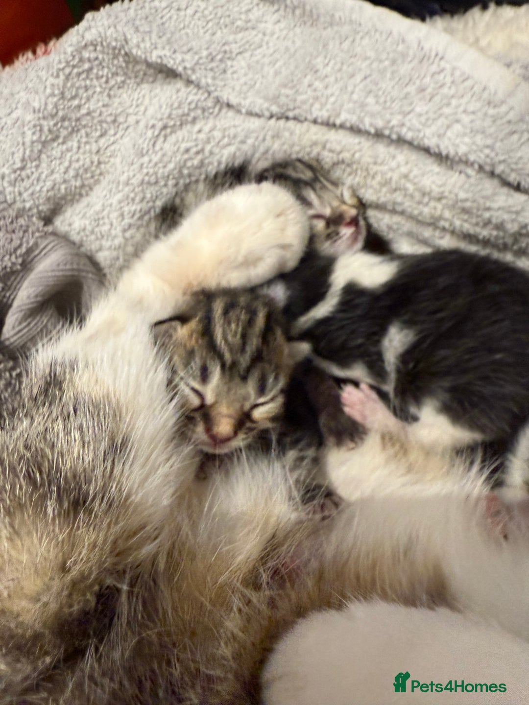Mixed Breed cats for sale: Mixed kittens.  - Image 4