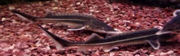 Other/Mixed Breed fish for sale: Full Aquatic Stocklist Manchester Pet's & Aquatics - Advert 4