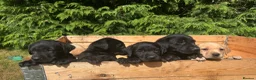 Labrador Retriever dogs for sale: Labrador puppies  in Machynlleth - Advert 5