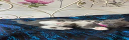 Norwegian Forest Cat cats for sale: 6 Norwegian Forest kittens in Cardiff - Advert 23