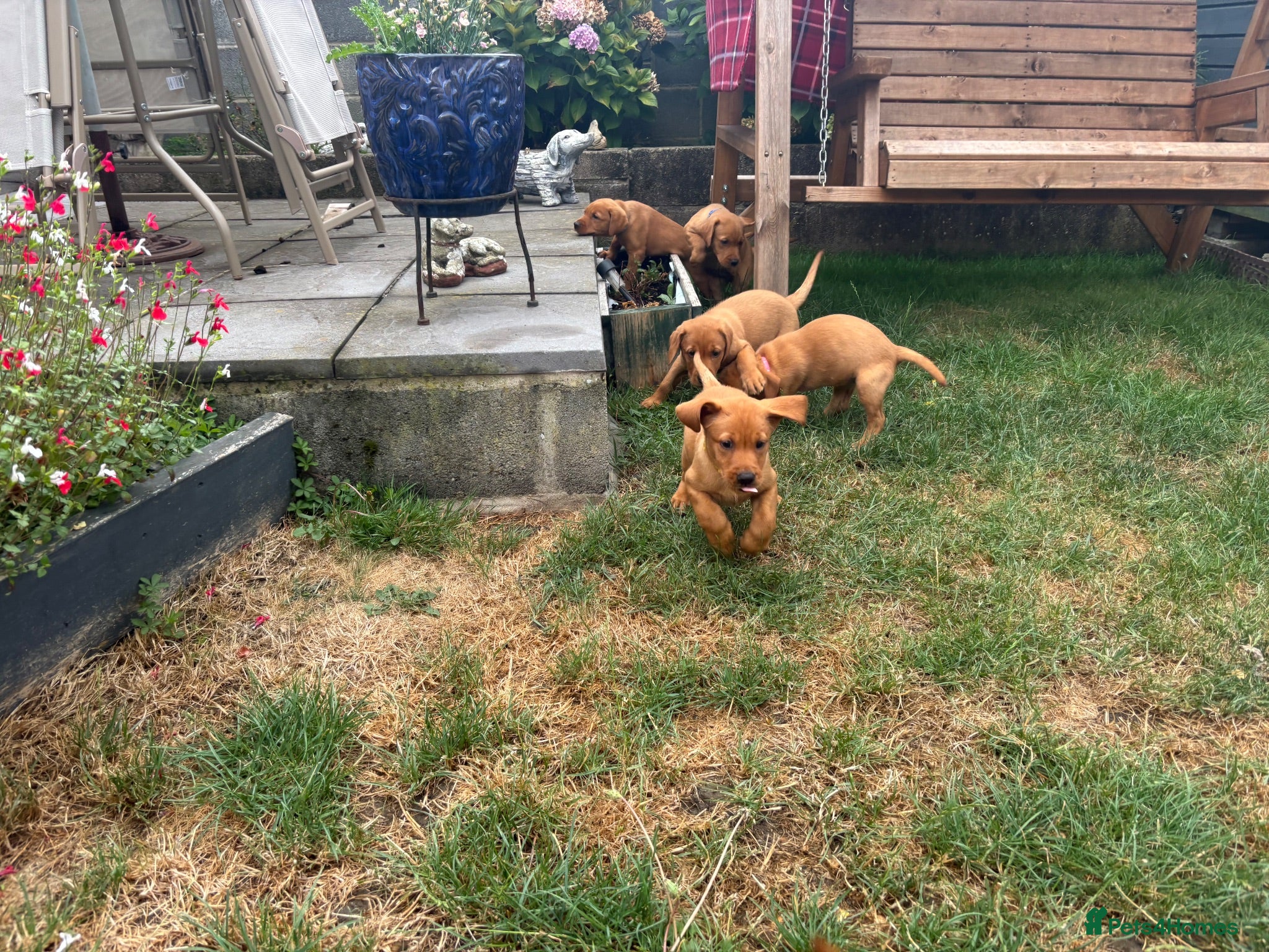 Labrador Retriever dogs KC registered puppies  - Advert 3