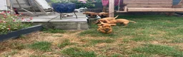 Labrador Retriever dogs for sale: KC registered puppies  - Advert 1