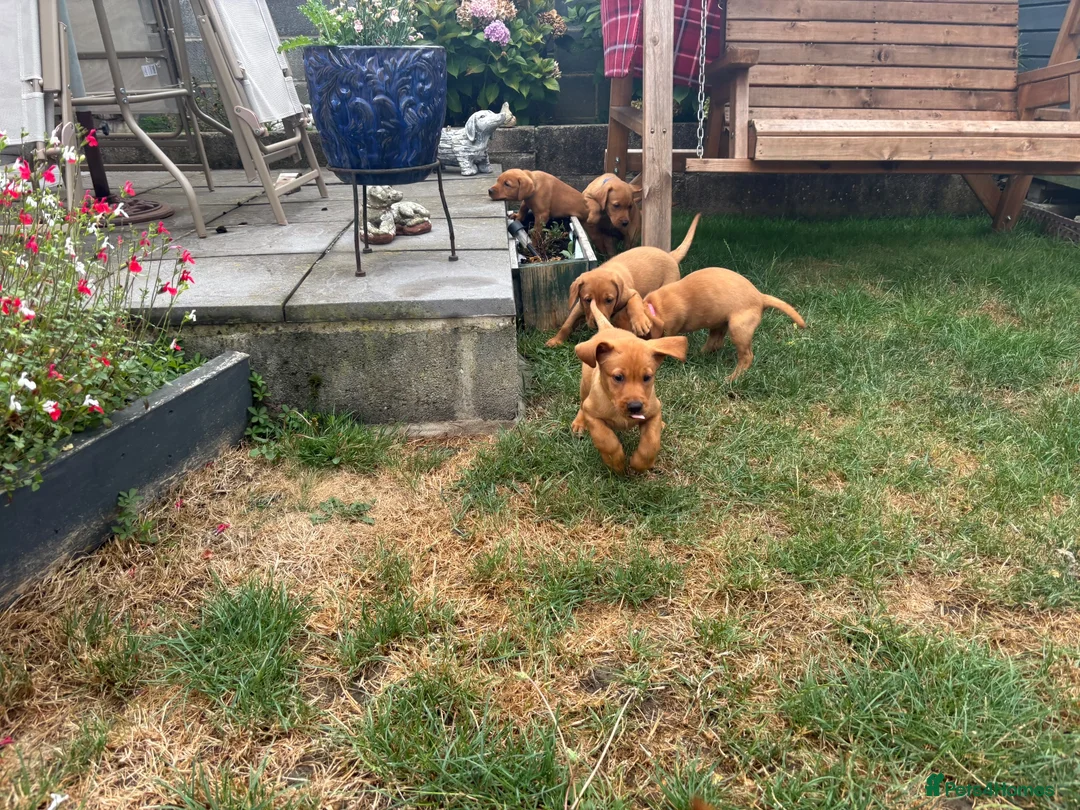 Labrador Retriever dogs for sale: KC registered puppies  - Advert 1