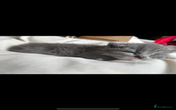 British Shorthair cats for sale: Adorable, male kitten, playful, loves cuddling - Image 2