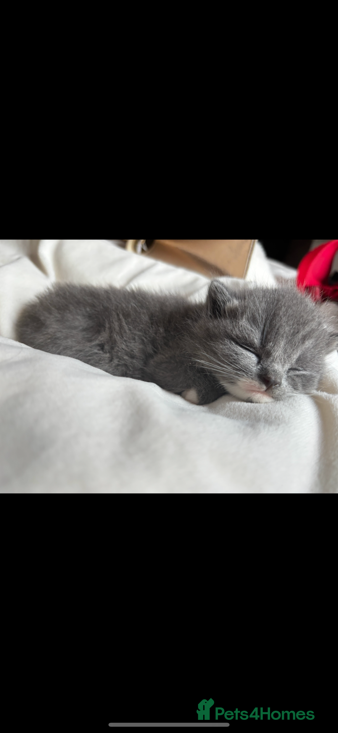 British Shorthair cats for sale: Adorable, male kitten, playful, loves cuddling - Image 2