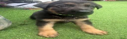 German Shepherd dogs for sale: 8 German Shepard puppies 4 black 4 Black and Tan  - Advert 9