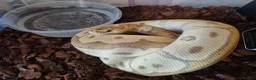 Python Snake reptiles for sale: Male banana clown  in Heckmondwike - Advert 2