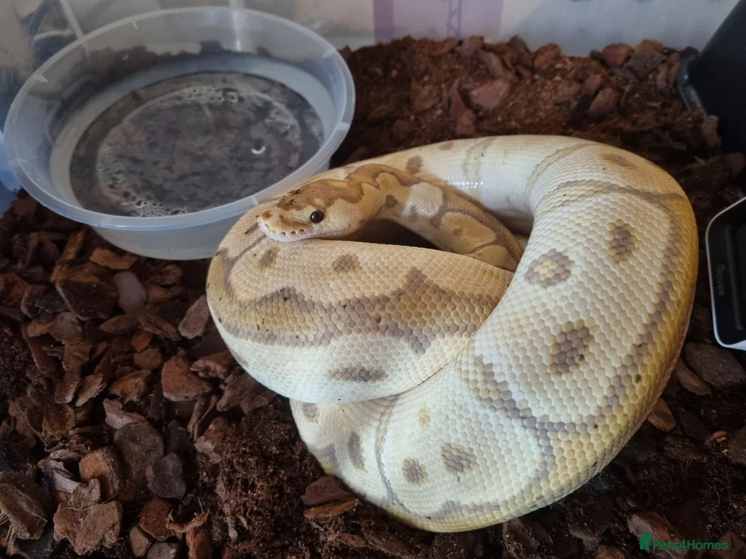 Python Snake reptiles for sale: Male banana clown  in Heckmondwike - Advert 2