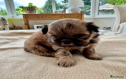 Shih Tzu dogs for sale: Beautiful Female Shih Tzu Puppy - ready 10/10 🖤 - Image 8