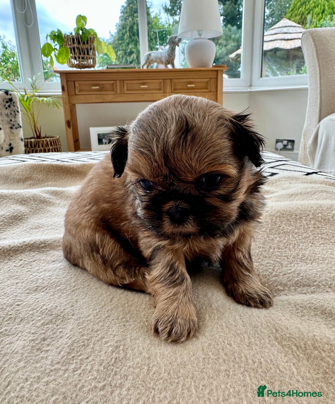 Shih Tzu dogs for sale: Beautiful Female Shih Tzu Puppy - ready 10/10 🖤 - Image 8