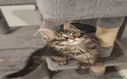 Maine Coon cats for sale: Pedigree mainecoon kittens in Newark - Image 4