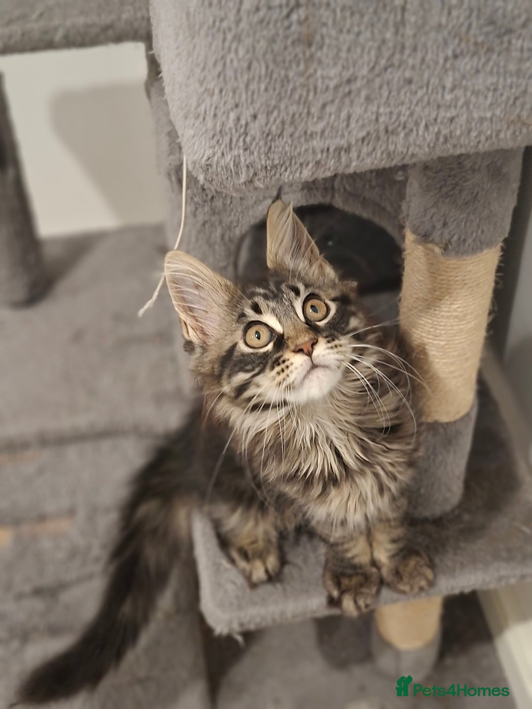 Maine Coon cats for sale: Pedigree mainecoon kittens in Newark - Image 4