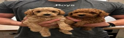 Maltipoo dogs for sale: Exquisite Maltipoos DNA Health Tested Parents - Advert 3