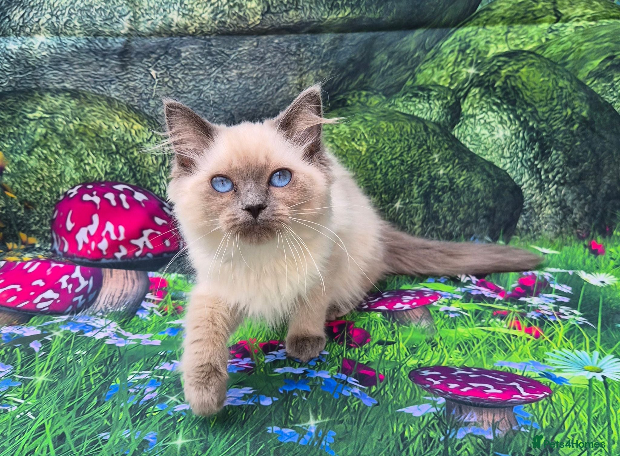Ragdoll cats GCCF Registered Ragdoll Kittens  - Advert 1