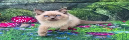 Ragdoll cats for sale: GCCF Registered Ragdoll Kittens  - Advert 27