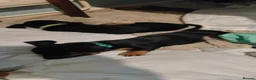 Dachshund dogs for sale: Stunning litter of dachshund puppies - Advert 11