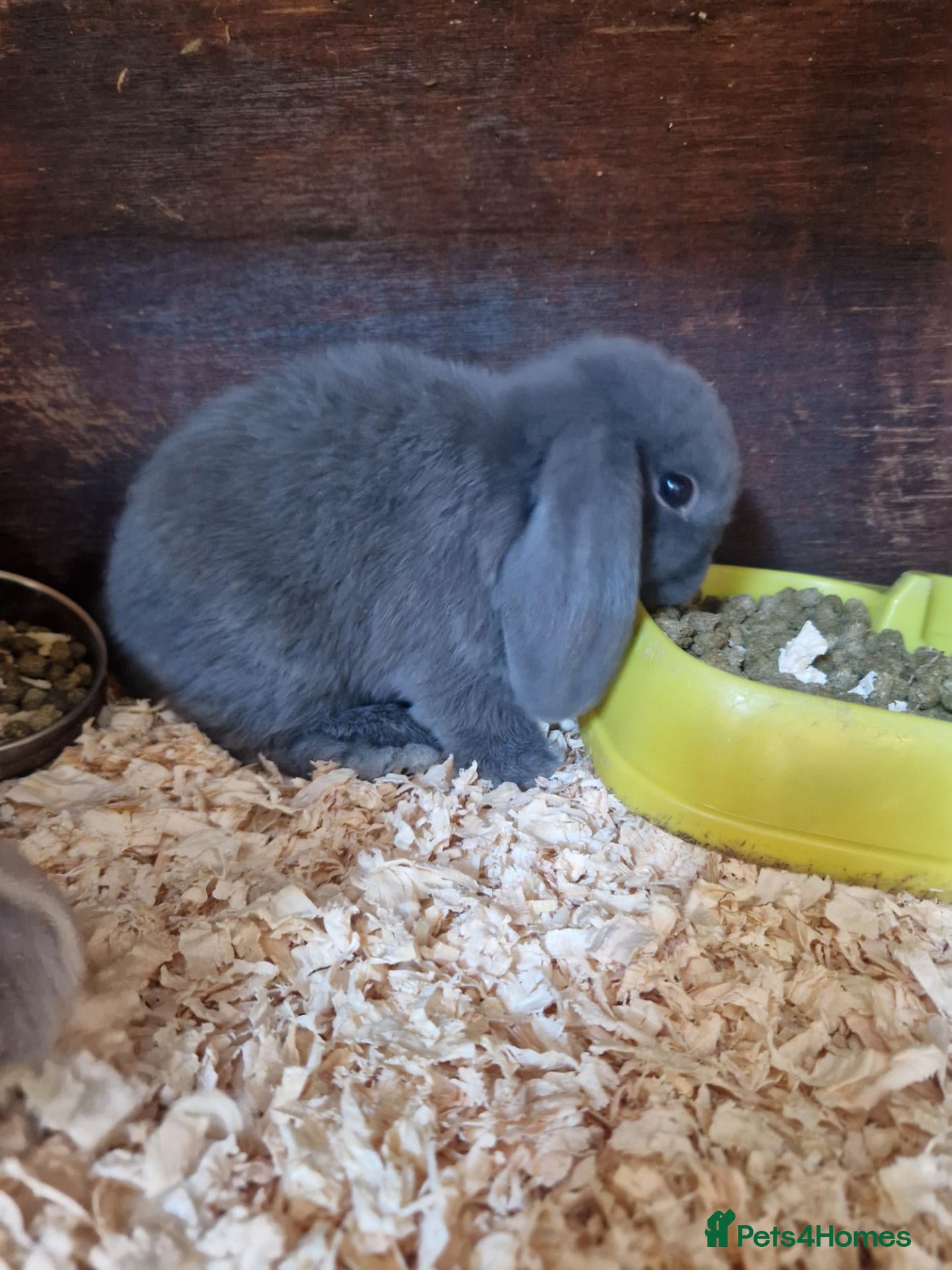 Mini Lop rabbits for sale: Baby Mini Lops - Advert 18