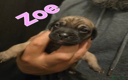 Mixed Breed dogs for sale: Pug x Lucher  - Image 29