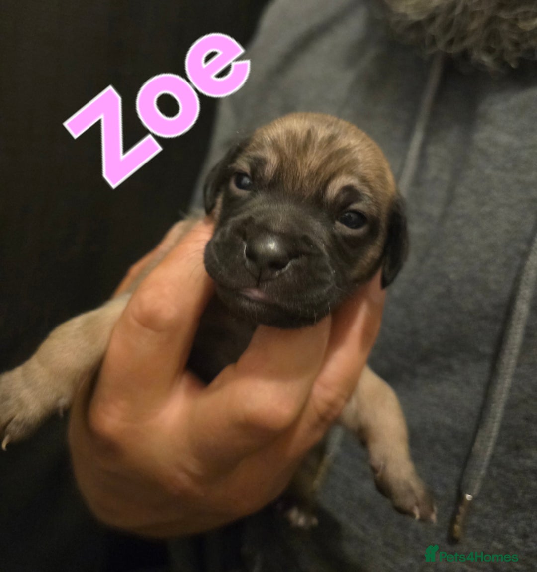 Mixed Breed dogs for sale: Pug x Lucher  - Image 29