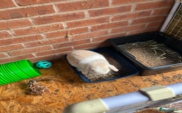 Mini Lop rabbits for sale: Minilops male and female  - Advert 15