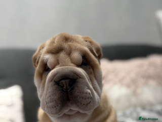 Shar Pei dogs Shar pei puppies - Advert 2