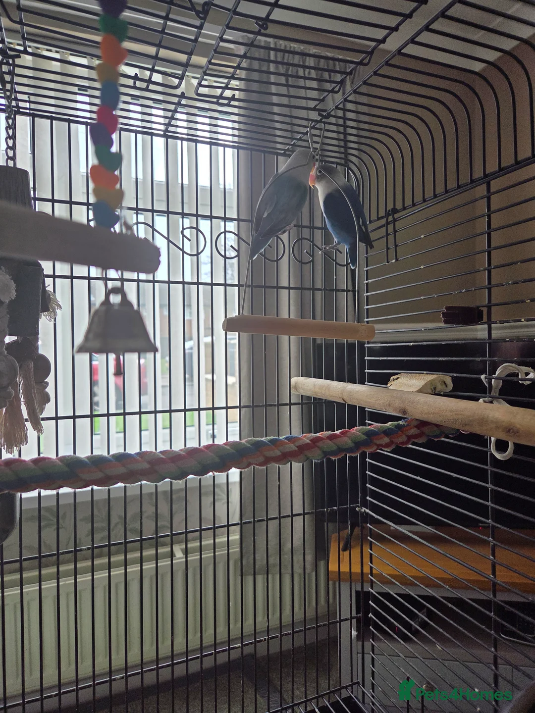 Lovebirds birds for sale: Mr and Mrs Lovebirds in Wakefield - Advert 2