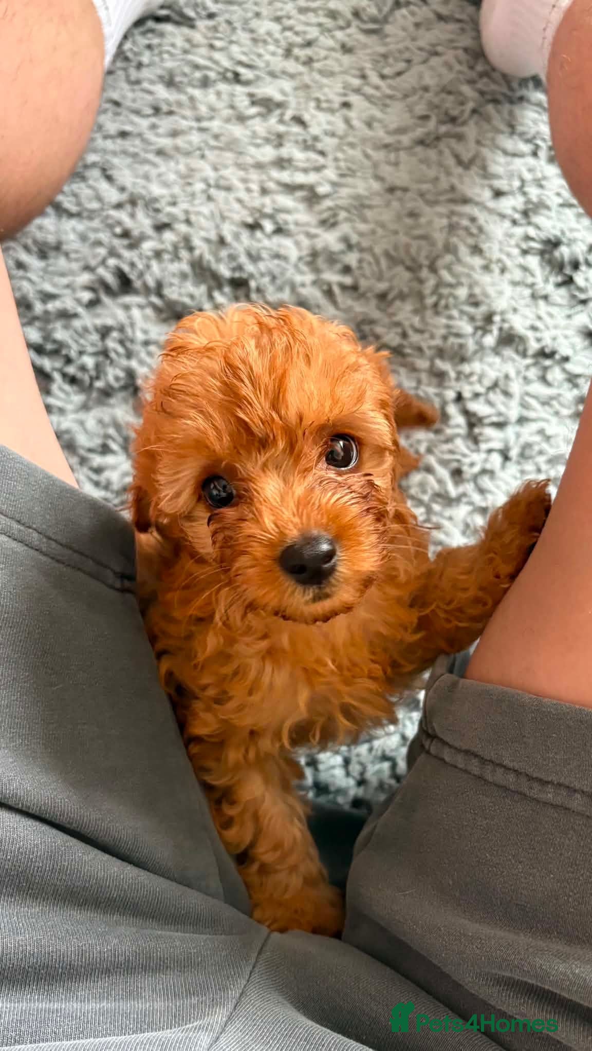 Cavapoo dogs Amazing Miniature cavapoo f1b puppies - Advert 1