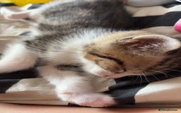 British Shorthair cats for sale: 4 tabby kittens  - Image 7