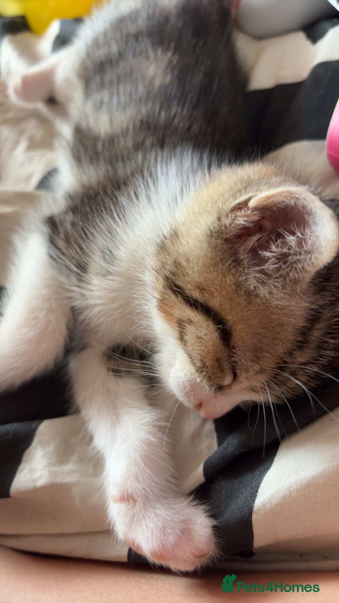 British Shorthair cats for sale: 4 tabby kittens  - Image 7